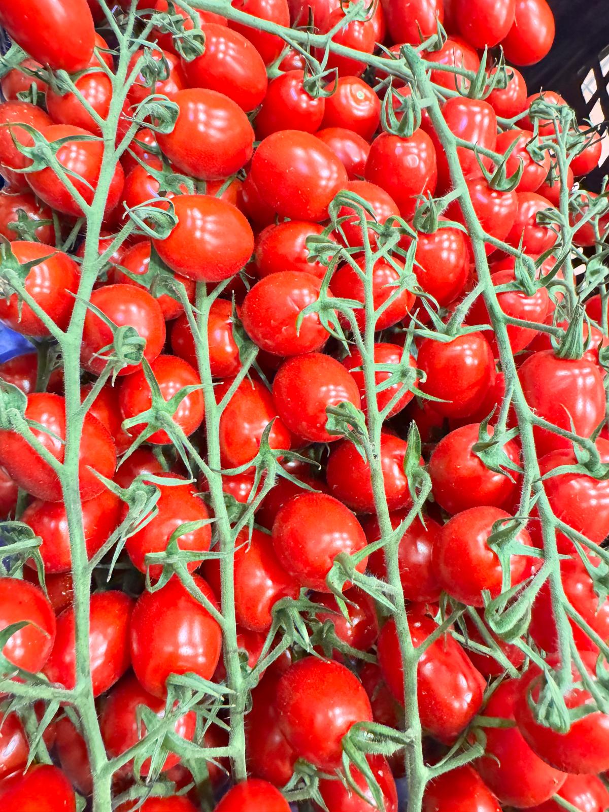 Tomates maduros para saladas e cozinha